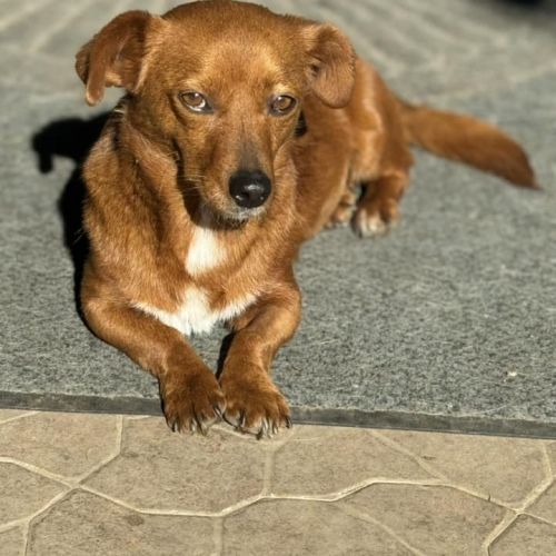 #BE2513541 - Cherry, chien croisé à adopter – AnimalWeb Belgique #BE2513541 - Cherry, chien croisé à adopter – AnimalWeb Belgique