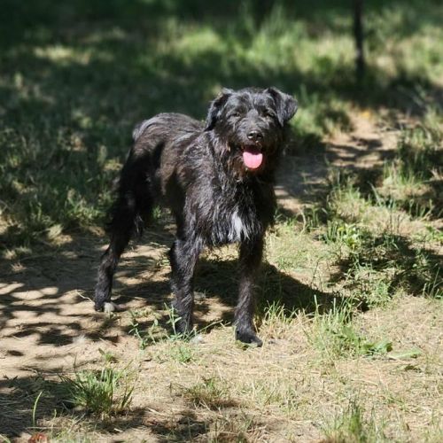 #BE2513542 - Clafoutis, chien croisé à adopter – AnimalWeb Belgique #BE2513542 - Clafoutis, chien croisé à adopter – AnimalWeb Belgique