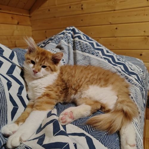 #BE2513543  - Pharao, chat perdu à Hastière-Lavaux - AnimalWeb Belgiqu