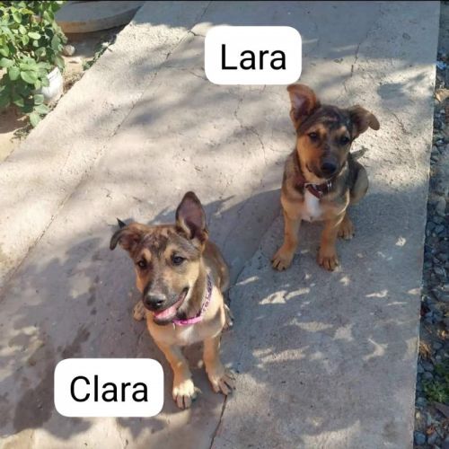 #BE2513545 - Clara, chien croisé à adopter – AnimalWeb Belgique #BE2513545 - Clara, chien croisé à adopter – AnimalWeb Belgique