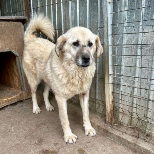 #BE2513547 - Dolly, chien croisé à adopter – AnimalWeb Belgique #BE2513547 - Dolly, chien croisé à adopter – AnimalWeb Belgique