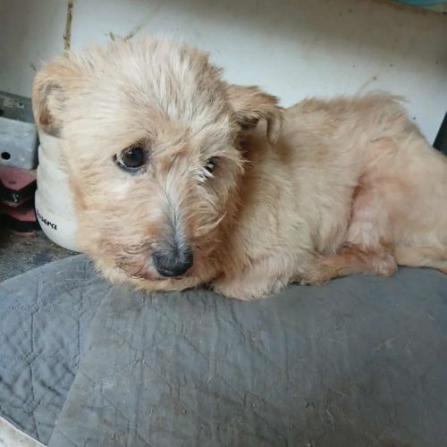 #BE2513548 - Chien à Adopter #BE2513548 - Chien à Adopter