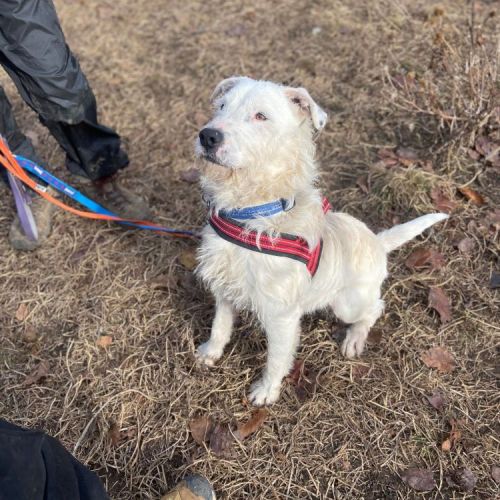 #BE2513549 - Clark, chien croisé à adopter – AnimalWeb Belgique #BE2513549 - Clark, chien croisé à adopter – AnimalWeb Belgique