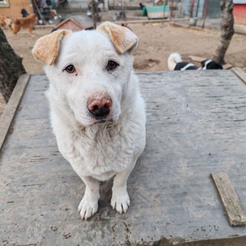 #BE251350 - Coconut, chien croisé à adopter – AnimalWeb Belgique #BE251350 - Coconut, chien croisé à adopter – AnimalWeb Belgique