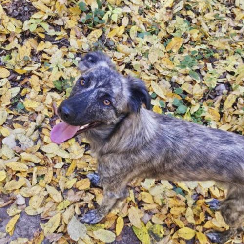 #BE2513551 - Croissant, chien croisé à adopter – AnimalWeb Belgique #BE2513551 - Croissant, chien croisé à adopter – AnimalWeb Belgique