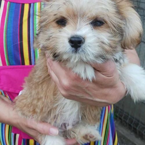 #BE2513552 - Curtis, chien croisé à adopter – AnimalWeb Belgique #BE2513552 - Curtis, chien croisé à adopter – AnimalWeb Belgique