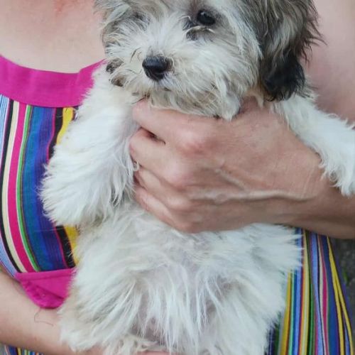 #BE2513553 - Daisy, chien croisé à adopter – AnimalWeb Belgique #BE2513553 - Daisy, chien croisé à adopter – AnimalWeb Belgique