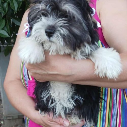 #BE2513554 - David, chien croisé à adopter – AnimalWeb Belgique #BE2513554 - David, chien croisé à adopter – AnimalWeb Belgique