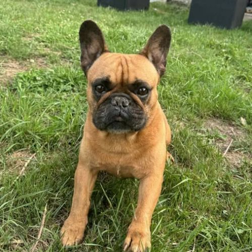 #BE2513558 - Adoptez Olando à Wiers – AnimalWeb #BE2513558 - Adoptez Olando à Wiers – AnimalWeb