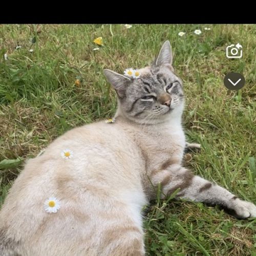 #BE2513493 - Cappucci, chat perdu à Tubize - AnimalWeb Belgique #BE2513493 - Cappucci, chat perdu à Tubize - AnimalWeb Belgique