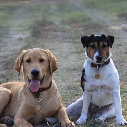 Assurance pour chien : offrir les meilleurs soins sans se ruiner Assurance pour chien : offrir les meilleurs soins sans se ruiner