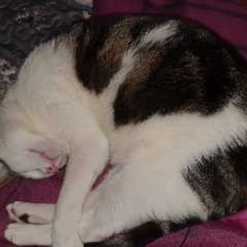 #BE2513561 - Oréo, chat perdu à Forest - AnimalWeb Belgique #BE2513561 - Oréo, chat perdu à Forest - AnimalWeb Belgique