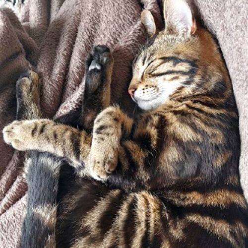 #BE2513562 - Atticus, chat perdu à Bruxelles - AnimalWeb Belgique #BE2513562 - Atticus, chat perdu à Bruxelles - AnimalWeb Belgique