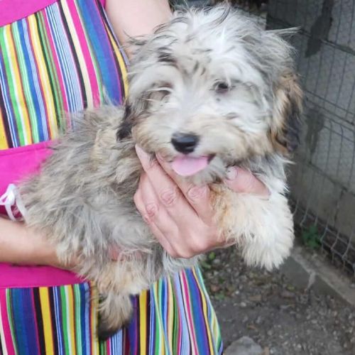#BE2513565 - Thomas, chien croisé à adopter – AnimalWeb Belgique #BE2513565 - Thomas, chien croisé à adopter – AnimalWeb Belgique