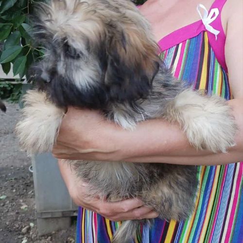 #BE2513566 - Winson, chien croisé à adopter – AnimalWeb Belgique #BE2513566 - Winson, chien croisé à adopter – AnimalWeb Belgique