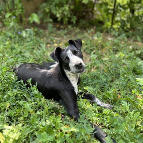 #BE2513567 - Hutch, chien croisé à adopter – AnimalWeb Belgique #BE2513567 - Hutch, chien croisé à adopter – AnimalWeb Belgique