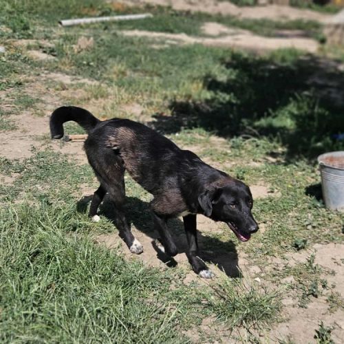 #BE2513568 - Fontana, chien croisé à adopter – AnimalWeb Belgique #BE2513568 - Fontana, chien croisé à adopter – AnimalWeb Belgique