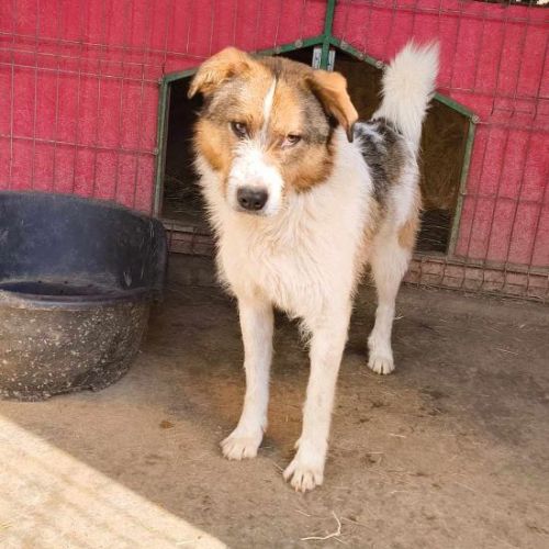 #BE2513569 - Lari, chien croisé à adopter – AnimalWeb Belgique #BE2513569 - Lari, chien croisé à adopter – AnimalWeb Belgique