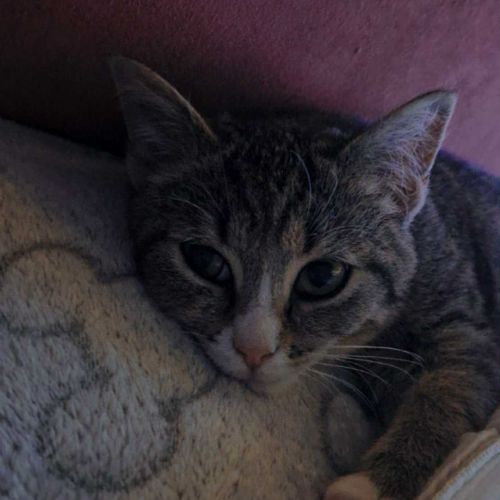 #BE2513570 - Monkey, chat perdu à Ougrée - AnimalWeb Belgique #BE2513570 - Monkey, chat perdu à Ougrée - AnimalWeb Belgique