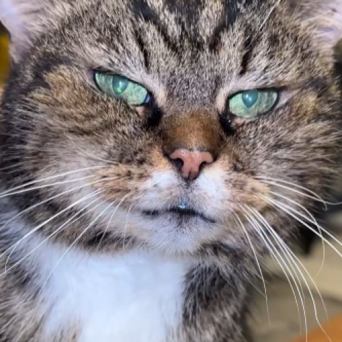 #BE2513573 - Duchesse, chat perdu à Asse - AnimalWeb Belgique #BE2513573 - Duchesse, chat perdu à Asse - AnimalWeb Belgique