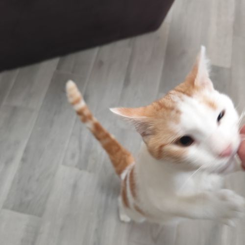 #BE2513574 - Tintin, chat à adopter à Courcelles - AnimalWeb Belgique #BE2513574 - Tintin, chat à adopter à Courcelles - AnimalWeb Belgique