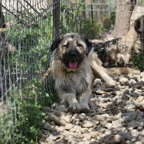 #BE2513575 - Mango, chien croisé à adopter – AnimalWeb Belgique #BE2513575 - Mango, chien croisé à adopter – AnimalWeb Belgique