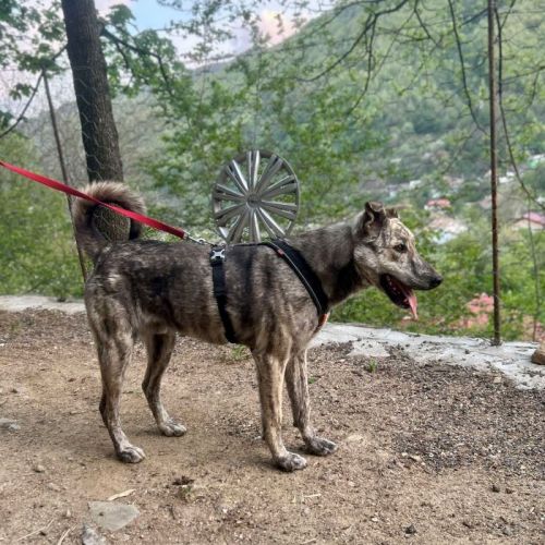 #BE2513576 - Scoubi, chien croisé à adopter – AnimalWeb Belgique #BE2513576 - Scoubi, chien croisé à adopter – AnimalWeb Belgique