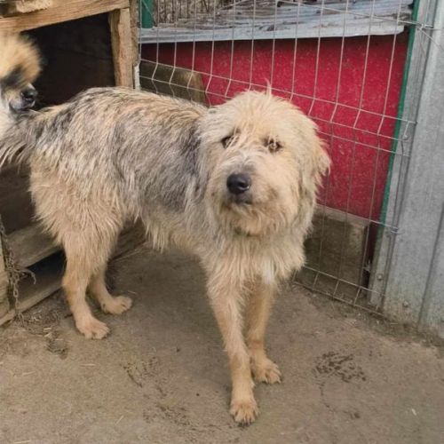 #BE2513577 - Sultan, chien croisé à adopter – AnimalWeb Belgique #BE2513577 - Sultan, chien croisé à adopter – AnimalWeb Belgique
