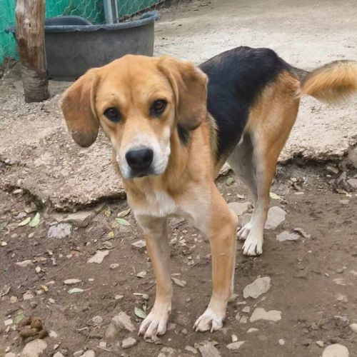 #BE2513578 - Utah, chien croisé à adopter – AnimalWeb Belgique #BE2513578 - Utah, chien croisé à adopter – AnimalWeb Belgique