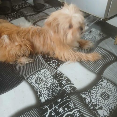 #BE2513579 - Ludwig, chien croisé à adopter – AnimalWeb Belgique #BE2513579 - Ludwig, chien croisé à adopter – AnimalWeb Belgique