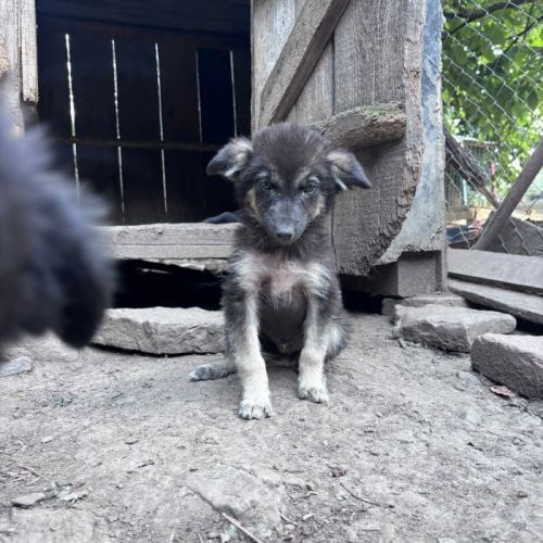 #BE2513580 - Milo, chien croisé à adopter – AnimalWeb Belgique #BE2513580 - Milo, chien croisé à adopter – AnimalWeb Belgique