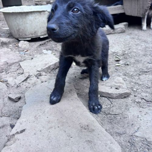 #BE2513581 - Grâce, chien croisé à adopter – AnimalWeb Belgique #BE2513581 - Grâce, chien croisé à adopter – AnimalWeb Belgique