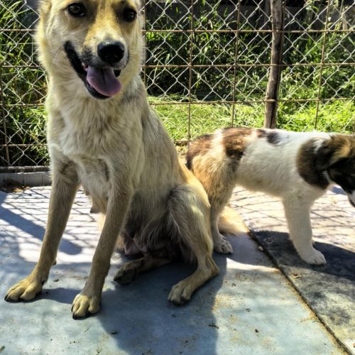 #BE2513582 - Foxie, chien croisé à adopter – AnimalWeb #BE2513582 - Foxie, chien croisé à adopter – AnimalWeb