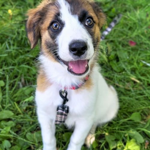 #BE2513583 - Maylie, chien croisé à adopter – AnimalWeb #BE2513583 - Maylie, chien croisé à adopter – AnimalWeb