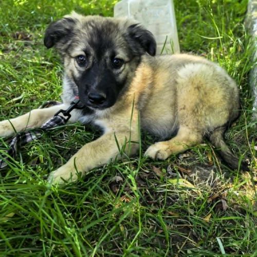 #BE2513584 - Musty, chien croisé à adopter – AnimalWeb #BE2513584 - Musty, chien croisé à adopter – AnimalWeb