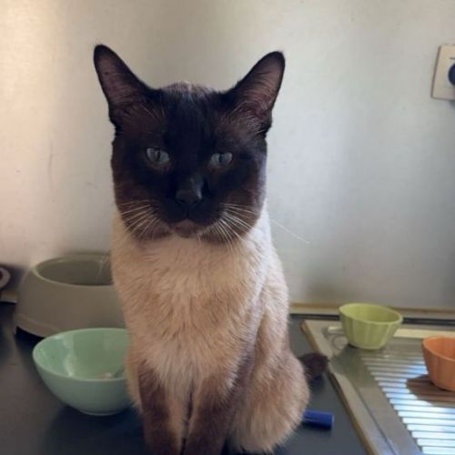 #BE2513587 - Bouboule, chat perdu à Marchienne-au-Pont - AnimalWeb Be #BE2513587 - Bouboule, chat perdu à Marchienne-au-Pont - AnimalWeb Be
