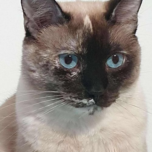#BE2513588 - Hanna, chat perdu à Trooz-Nessonvaux - AnimalWeb Belgique #BE2513588 - Hanna, chat perdu à Trooz-Nessonvaux - AnimalWeb Belgique