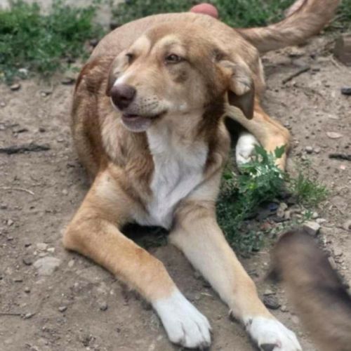 #BE2513590 - Vulpa, chien croisé à adopter – AnimalWeb Belgique #BE2513590 - Vulpa, chien croisé à adopter – AnimalWeb Belgique