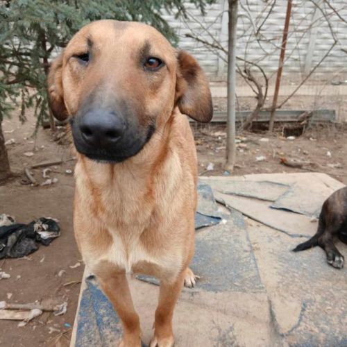 #BE2513591 - Halay, chien croisé à adopter – AnimalWeb Belgique #BE2513591 - Halay, chien croisé à adopter – AnimalWeb Belgique