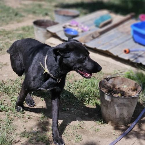 #BE2513592 - Kira, chien croisé à adopter – AnimalWeb Belgique #BE2513592 - Kira, chien croisé à adopter – AnimalWeb Belgique