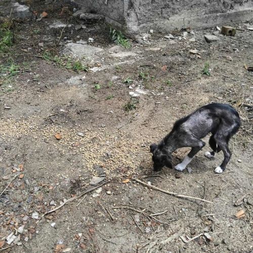#BE2513593 - Esperenza, chien croisé à adopter – AnimalWeb Belgique #BE2513593 - Esperenza, chien croisé à adopter – AnimalWeb Belgique