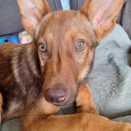 #BE2513594 - Frosti, chien croisé à adopter – AnimalWeb Belgique #BE2513594 - Frosti, chien croisé à adopter – AnimalWeb Belgique