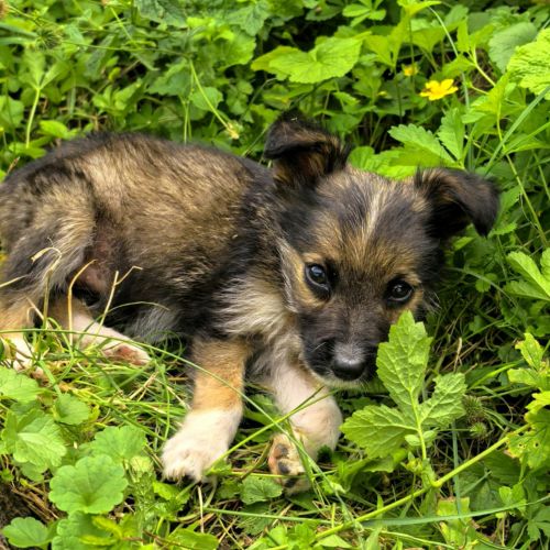 #BE2513595 - Carlos, chien croisé à adopter – AnimalWeb #BE2513595 - Carlos, chien croisé à adopter – AnimalWeb