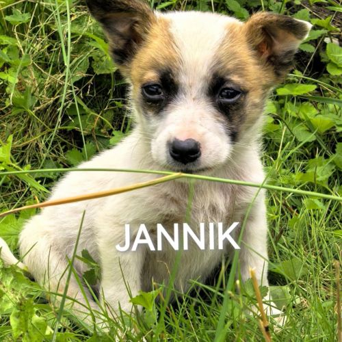 #BE2513596 - Jannik, chien croisé à adopter – AnimalWeb #BE2513596 - Jannik, chien croisé à adopter – AnimalWeb