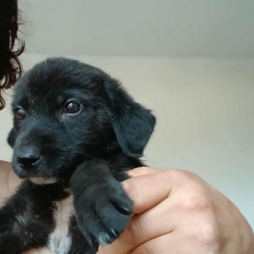 #BE2513597 - Ganda, chien croisé à adopter – AnimalWeb Belgique #BE2513597 - Ganda, chien croisé à adopter – AnimalWeb Belgique
