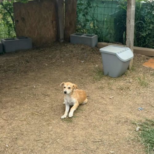 #BE2513598 - Garance, chien croisé à adopter – AnimalWeb Belgique #BE2513598 - Garance, chien croisé à adopter – AnimalWeb Belgique