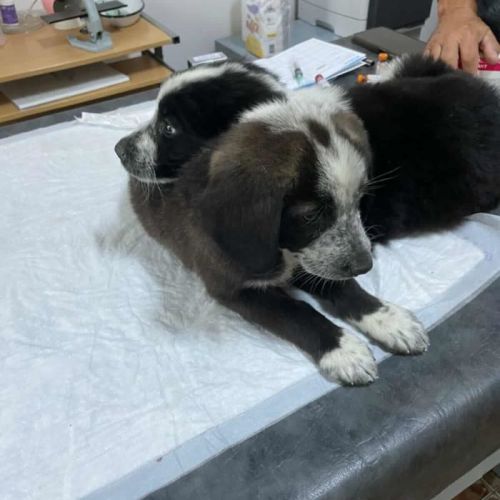 #BE2513599 - Kiba, chien croisé à adopter – AnimalWeb Belgique #BE2513599 - Kiba, chien croisé à adopter – AnimalWeb Belgique