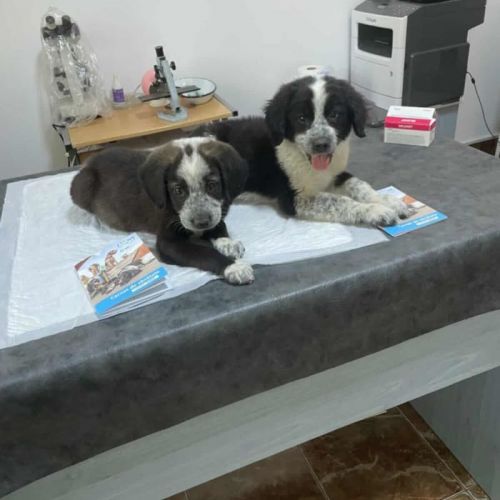#BE2513600 - Lupita, chien croisé à adopter – AnimalWeb Belgique #BE2513600 - Lupita, chien croisé à adopter – AnimalWeb Belgique