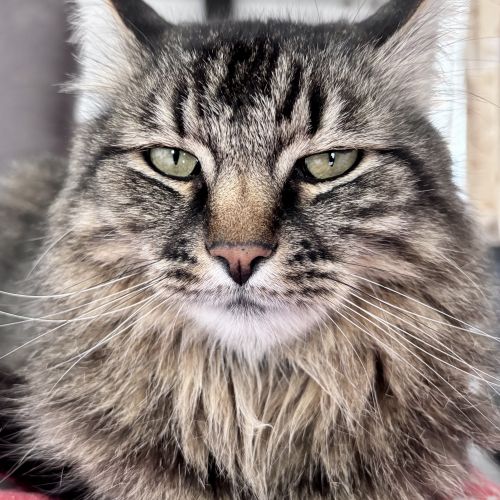 #BE2513604 - Simba, chat perdu à Belgrade - AnimalWeb Belgique #BE2513604 - Simba, chat perdu à Belgrade - AnimalWeb Belgique