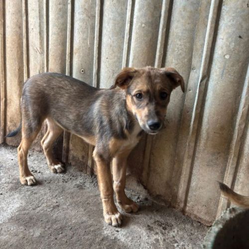 #BE2513605 - Lisa, chien croisé à adopter – AnimalWeb Belgique #BE2513605 - Lisa, chien croisé à adopter – AnimalWeb Belgique